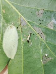 Phyllonorycter roboris