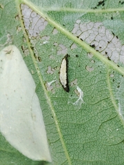Phyllonorycter roboris
