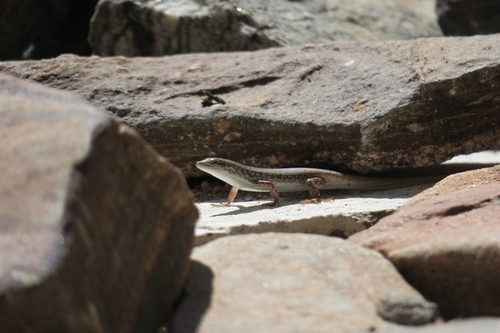 Variegated Skink, Trachylepis variegata
