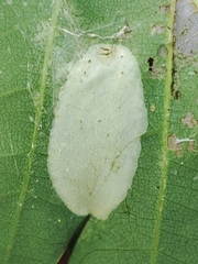Phyllonorycter roboris