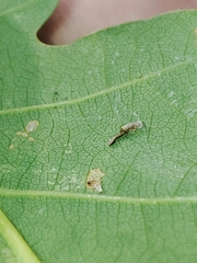 Phyllonorycter roboris