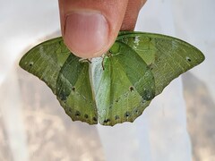 Charaxes eupale