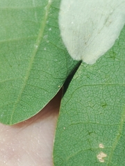 Phyllonorycter roboris