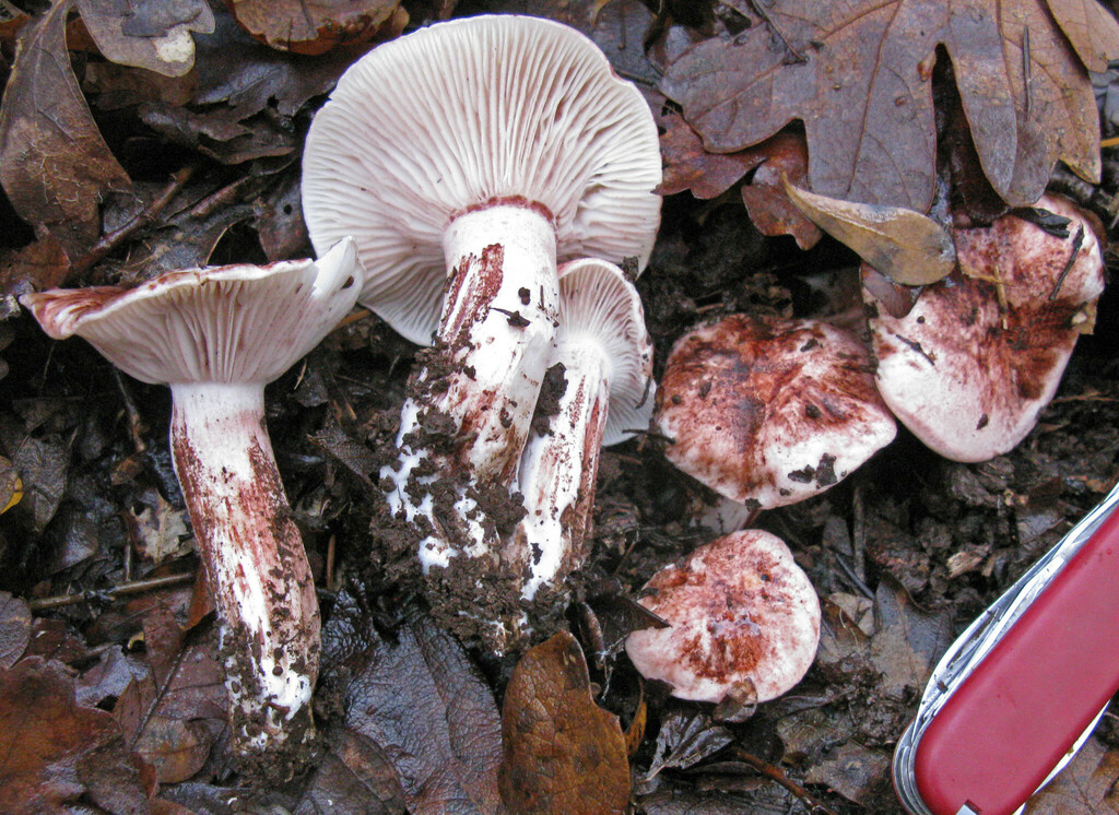 Hygrophorus parvirussula