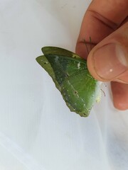 Charaxes eupale