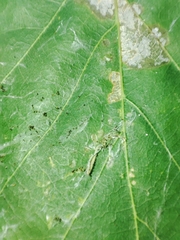 Phyllonorycter roboris