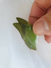 Charaxes eupale