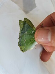 Charaxes eupale