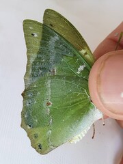 Charaxes eupale