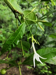 Faramea occidentalis