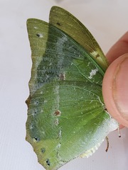 Charaxes eupale