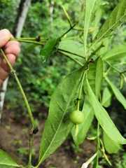 Faramea occidentalis
