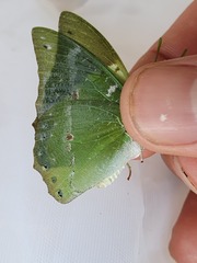 Charaxes eupale