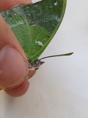 Charaxes eupale
