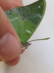 Charaxes eupale