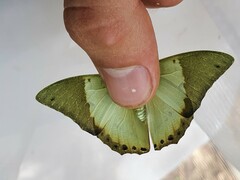 Charaxes eupale