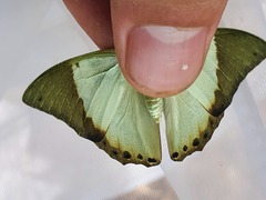 Charaxes eupale