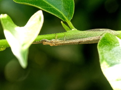Neuroleon