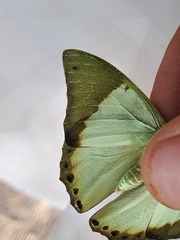 Charaxes eupale