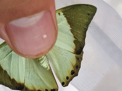 Charaxes eupale