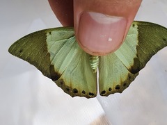 Charaxes eupale