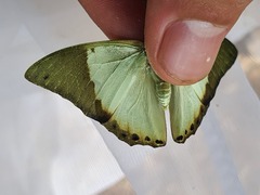 Charaxes eupale
