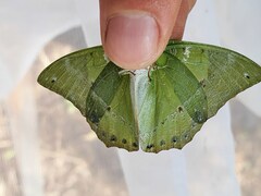 Charaxes eupale