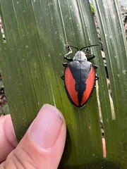 Pseudocalaspidea cassidea