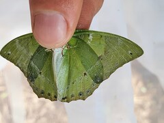 Charaxes eupale
