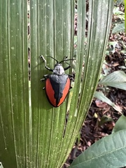 Pseudocalaspidea cassidea