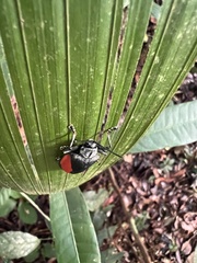 Pseudocalaspidea cassidea