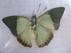 Charaxes eupale