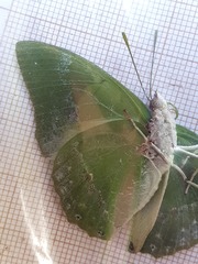 Charaxes eupale
