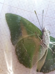 Charaxes eupale
