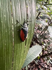 Pseudocalaspidea cassidea