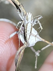 Oxyopes tridens