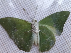 Charaxes eupale