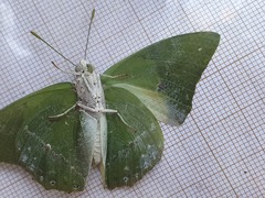 Charaxes eupale