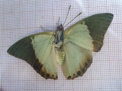 Charaxes eupale