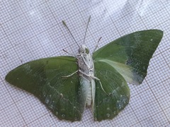 Charaxes eupale