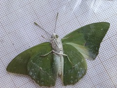 Charaxes eupale