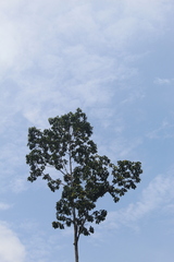 Dipterocarpus zeylanicus