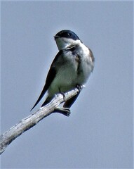 Tachycineta leucopyga