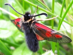 Zygaena exulans
