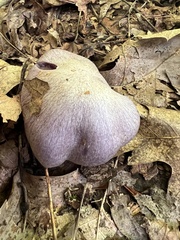 Cortinarius lilacinus
