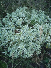 Eryngium campestre