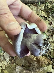 Cortinarius lilacinus