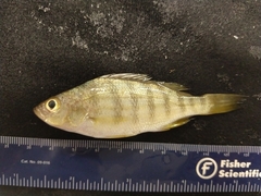 Conodon nobilis