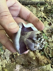 Cortinarius lilacinus