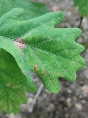 Sphaerulina quercicola